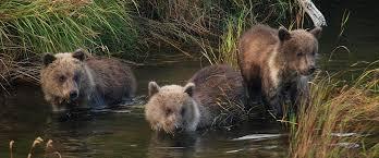 Bears at the Katmai National Park and Preserve